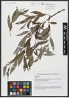 Foto von Salix alba L.